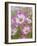 Usa, Washington State. Snoqualmie Valley, pink and white Garden cosmos in field on farm-Merrill Images-Framed Photographic Print