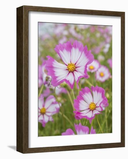 Usa, Washington State. Snoqualmie Valley, pink and white Garden cosmos in field on farm-Merrill Images-Framed Photographic Print