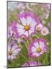 Usa, Washington State. Snoqualmie Valley, pink and white Garden cosmos in field on farm-Merrill Images-Mounted Photographic Print