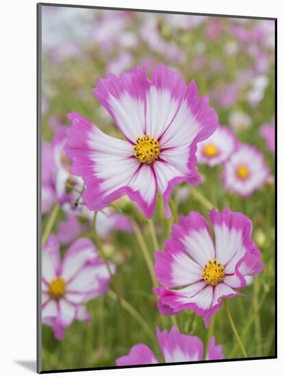 Usa, Washington State. Snoqualmie Valley, pink and white Garden cosmos in field on farm-Merrill Images-Mounted Photographic Print