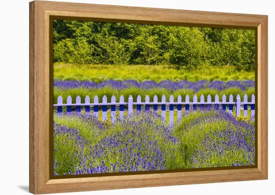 USA, Washington State, Squim, Lavender Field-Hollice Looney-Framed Premier Image Canvas