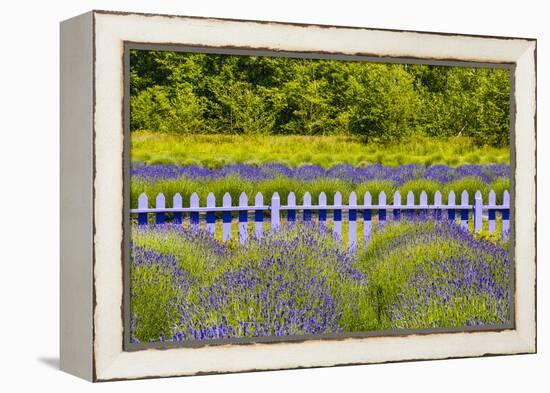 USA, Washington State, Squim, Lavender Field-Hollice Looney-Framed Premier Image Canvas