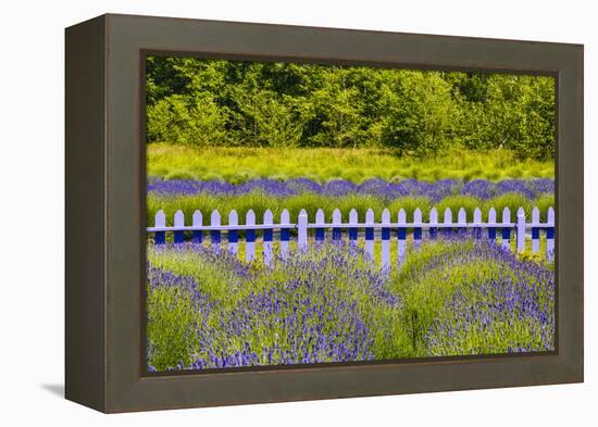 USA, Washington State, Squim, Lavender Field-Hollice Looney-Framed Premier Image Canvas