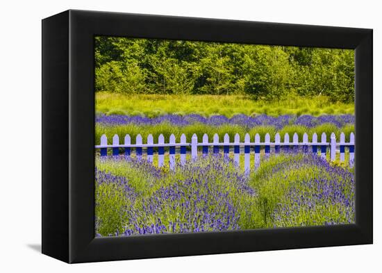 USA, Washington State, Squim, Lavender Field-Hollice Looney-Framed Premier Image Canvas