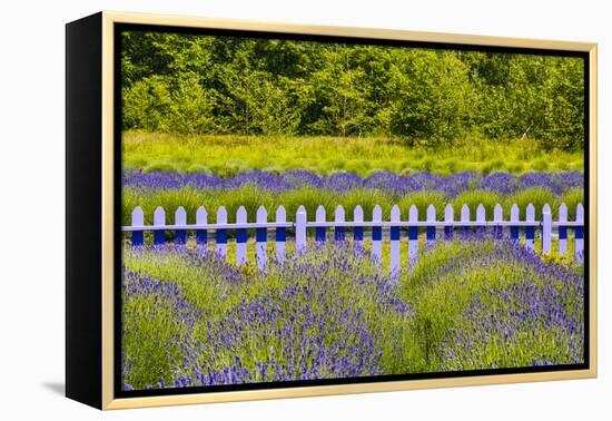 USA, Washington State, Squim, Lavender Field-Hollice Looney-Framed Premier Image Canvas