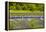 USA, Washington State, Squim, Lavender Field-Hollice Looney-Framed Premier Image Canvas