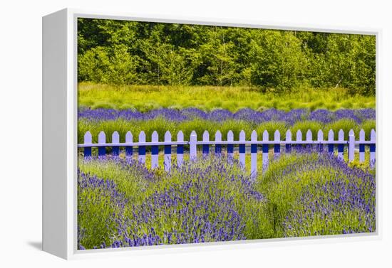 USA, Washington State, Squim, Lavender Field-Hollice Looney-Framed Premier Image Canvas