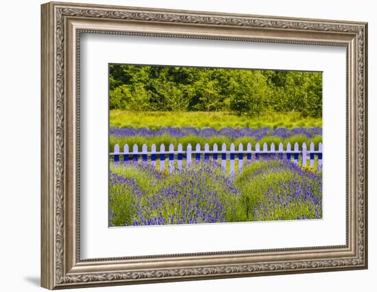 USA, Washington State, Squim, Lavender Field-Hollice Looney-Framed Photographic Print