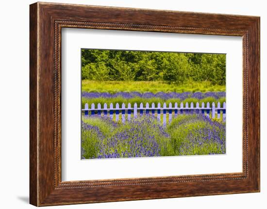 USA, Washington State, Squim, Lavender Field-Hollice Looney-Framed Photographic Print