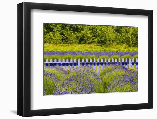 USA, Washington State, Squim, Lavender Field-Hollice Looney-Framed Photographic Print