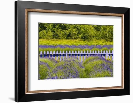 USA, Washington State, Squim, Lavender Field-Hollice Looney-Framed Photographic Print