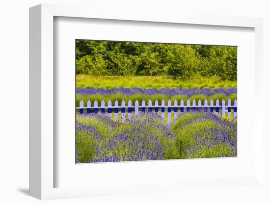 USA, Washington State, Squim, Lavender Field-Hollice Looney-Framed Photographic Print