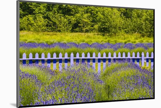 USA, Washington State, Squim, Lavender Field-Hollice Looney-Mounted Photographic Print