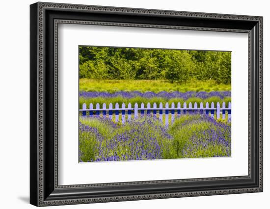 USA, Washington State, Squim, Lavender Field-Hollice Looney-Framed Photographic Print