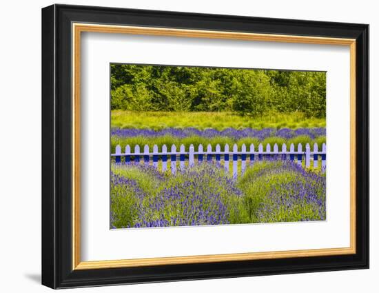 USA, Washington State, Squim, Lavender Field-Hollice Looney-Framed Photographic Print