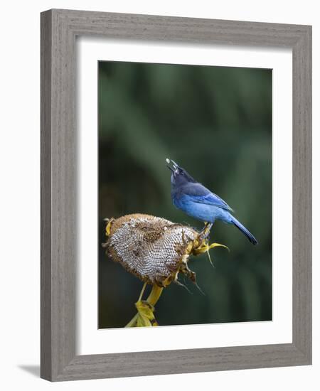 USA, Washington State. Steller's Jay collects sunflower seeds-Gary Luhm-Framed Photographic Print