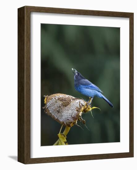 USA, Washington State. Steller's Jay collects sunflower seeds-Gary Luhm-Framed Photographic Print
