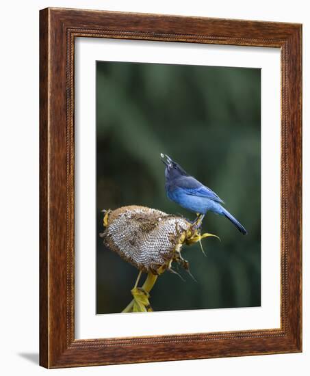 USA, Washington State. Steller's Jay collects sunflower seeds-Gary Luhm-Framed Photographic Print