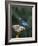 USA, Washington State. Steller's Jay collects sunflower seeds-Gary Luhm-Framed Photographic Print