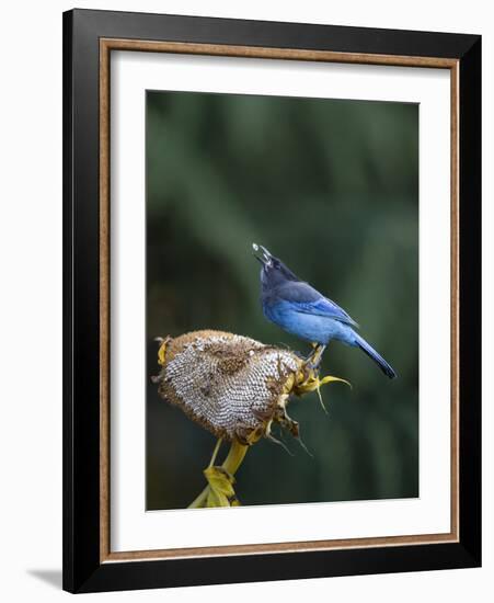 USA, Washington State. Steller's Jay collects sunflower seeds-Gary Luhm-Framed Photographic Print