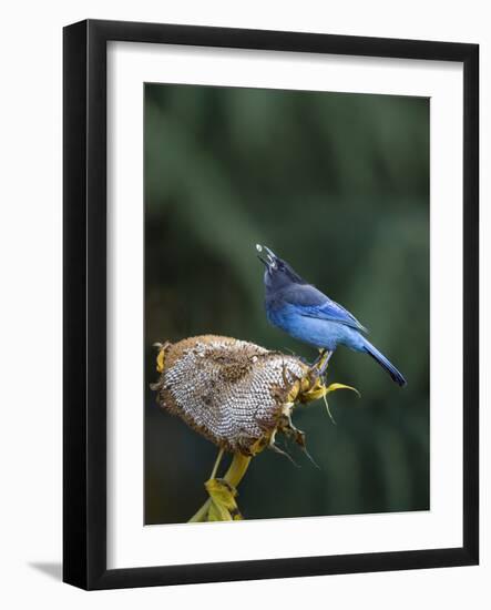 USA, Washington State. Steller's Jay collects sunflower seeds-Gary Luhm-Framed Photographic Print