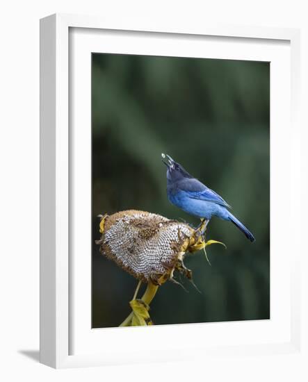 USA, Washington State. Steller's Jay collects sunflower seeds-Gary Luhm-Framed Photographic Print