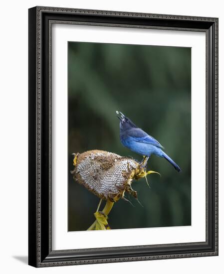 USA, Washington State. Steller's Jay collects sunflower seeds-Gary Luhm-Framed Photographic Print