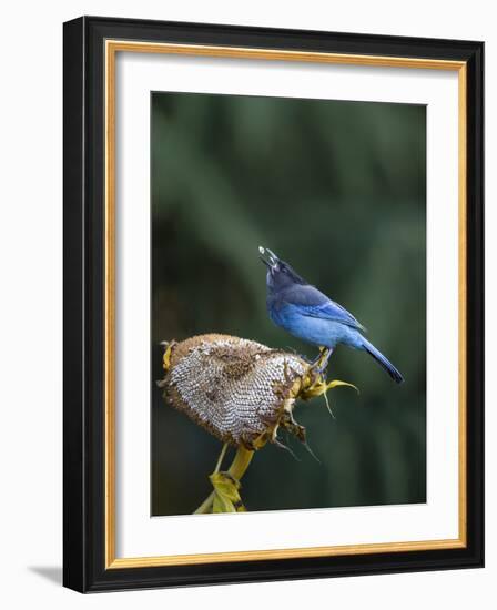 USA, Washington State. Steller's Jay collects sunflower seeds-Gary Luhm-Framed Photographic Print