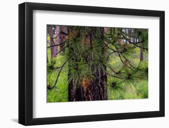 USA, Washington State, Table Mountain eastern Cascade Mountains and Ponderosa Pine-Sylvia Gulin-Framed Photographic Print