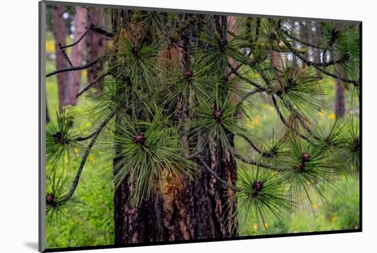 USA, Washington State, Table Mountain eastern Cascade Mountains and Ponderosa Pine-Sylvia Gulin-Mounted Photographic Print