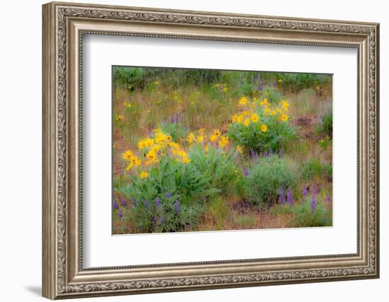 USA, Washington State, Table Mountain eastern Cascade Mountains Balsamroot and Lupine-Sylvia Gulin-Framed Photographic Print