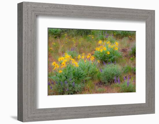 USA, Washington State, Table Mountain eastern Cascade Mountains Balsamroot and Lupine-Sylvia Gulin-Framed Photographic Print