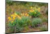 USA, Washington State, Table Mountain eastern Cascade Mountains Balsamroot and Lupine-Sylvia Gulin-Mounted Photographic Print