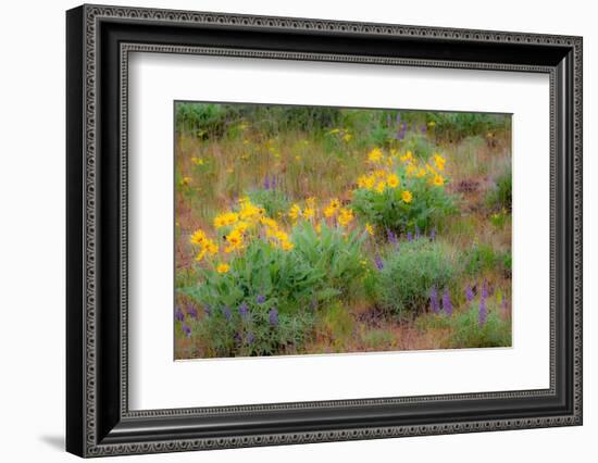 USA, Washington State, Table Mountain eastern Cascade Mountains Balsamroot and Lupine-Sylvia Gulin-Framed Photographic Print