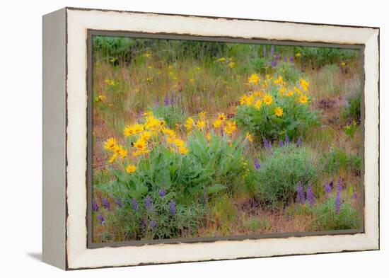 USA, Washington State, Table Mountain eastern Cascade Mountains Balsamroot and Lupine-Sylvia Gulin-Framed Premier Image Canvas