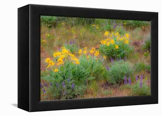 USA, Washington State, Table Mountain eastern Cascade Mountains Balsamroot and Lupine-Sylvia Gulin-Framed Premier Image Canvas