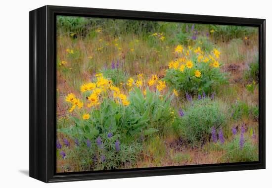 USA, Washington State, Table Mountain eastern Cascade Mountains Balsamroot and Lupine-Sylvia Gulin-Framed Premier Image Canvas