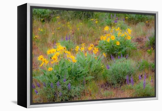 USA, Washington State, Table Mountain eastern Cascade Mountains Balsamroot and Lupine-Sylvia Gulin-Framed Premier Image Canvas