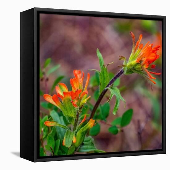 USA, Washington State, Table Mountain eastern Cascade Mountains Indian Paint Brush-Sylvia Gulin-Framed Premier Image Canvas