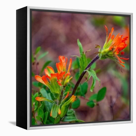 USA, Washington State, Table Mountain eastern Cascade Mountains Indian Paint Brush-Sylvia Gulin-Framed Premier Image Canvas