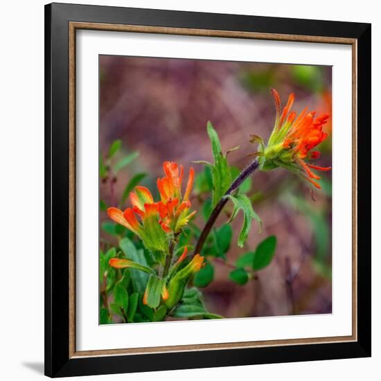 USA, Washington State, Table Mountain eastern Cascade Mountains Indian Paint Brush-Sylvia Gulin-Framed Photographic Print