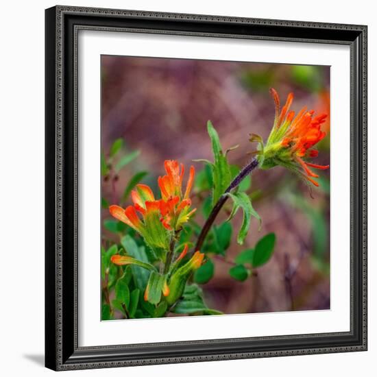 USA, Washington State, Table Mountain eastern Cascade Mountains Indian Paint Brush-Sylvia Gulin-Framed Photographic Print