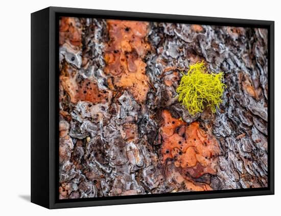 USA, Washington State, Table Mountain eastern Cascade Mountains Ponderosa Pine Bark-Sylvia Gulin-Framed Premier Image Canvas