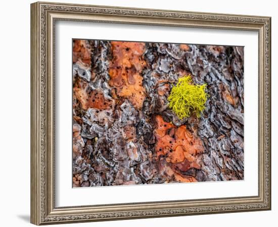 USA, Washington State, Table Mountain eastern Cascade Mountains Ponderosa Pine Bark-Sylvia Gulin-Framed Photographic Print