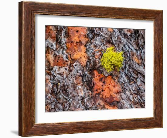 USA, Washington State, Table Mountain eastern Cascade Mountains Ponderosa Pine Bark-Sylvia Gulin-Framed Photographic Print