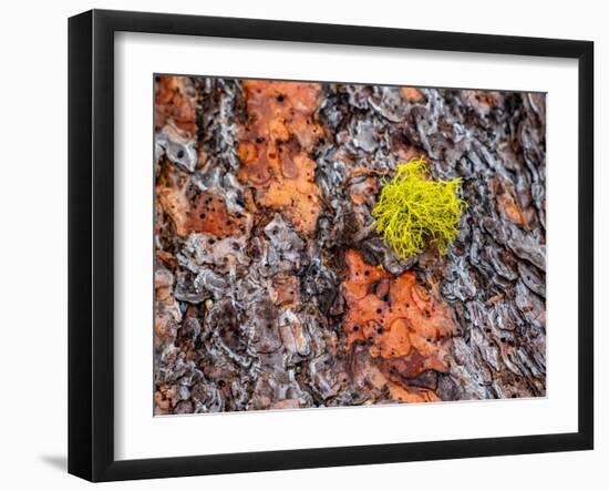 USA, Washington State, Table Mountain eastern Cascade Mountains Ponderosa Pine Bark-Sylvia Gulin-Framed Photographic Print