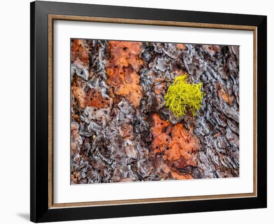 USA, Washington State, Table Mountain eastern Cascade Mountains Ponderosa Pine Bark-Sylvia Gulin-Framed Photographic Print