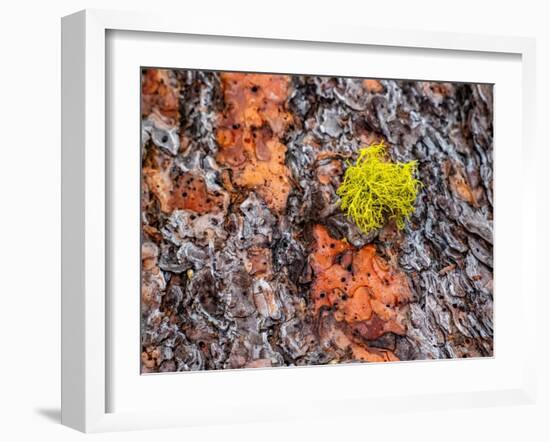 USA, Washington State, Table Mountain eastern Cascade Mountains Ponderosa Pine Bark-Sylvia Gulin-Framed Photographic Print