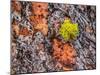 USA, Washington State, Table Mountain eastern Cascade Mountains Ponderosa Pine Bark-Sylvia Gulin-Mounted Photographic Print