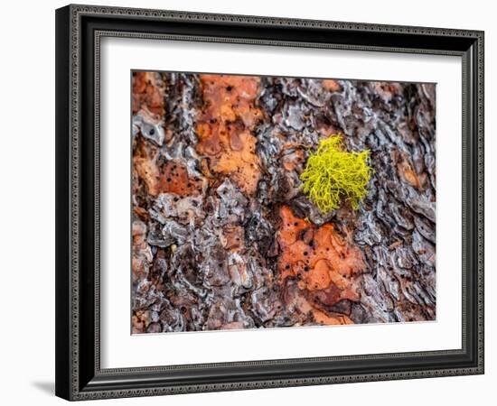 USA, Washington State, Table Mountain eastern Cascade Mountains Ponderosa Pine Bark-Sylvia Gulin-Framed Photographic Print